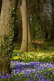Maybe you would like to learn more about one of these? Spring Flowers In The Woods Flower Field Wild Flowers Trees To Plant