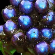 Image result for Pollia condensata