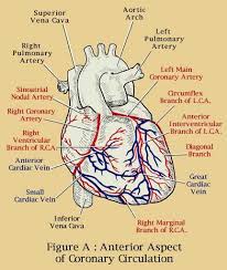 Understanding Natural Heart Health Amp Anatomy Newsletter Medical Anatomy Heart Anatomy Arteries Anatomy
