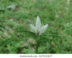 Image result for Cyperus niveus