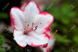 Azalea white with pink edges. Floral Background Of Lush Fresh White With Pink Edge Azalea Flower Stock Photo Picture And Royalty Free Image Image 98642888