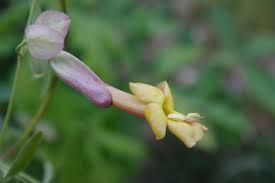 Image result for Dolichandra