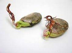 How To Plant A Mango Seed How To Grow A Mango Tree How To Grow Mango Pits A Z How To Make Mango Tree Growing Fruit Trees Mango