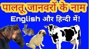 Of course, some names will fit a specific breed better than the other, but there are thousands of names to pick from. à¤ª à¤²à¤¤ à¤œ à¤¨à¤µà¤° à¤• à¤¨ à¤® Domestic Animals In Hindi And English