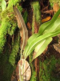 Image result for Elaphoglossum