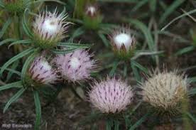 Image result for Dicoma anomala