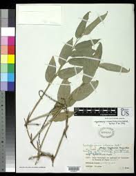 Image result for Hypselodelphys scandens