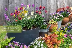 Quand on observe l'erysimum 'winter orchid', de près comme de loin, c'est une plante d'un raffinement exquis. A Garden Planter Wit Stock Photo By Nicola Stocken Image 1419421