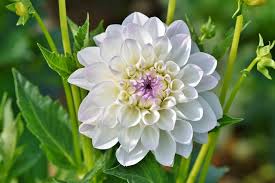 They grace every occasion in the true sense of the term. List Of 300 Flower Names A To Z With Images Florgeous