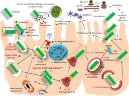 The listeria bacterium is able to enter and survive within immune cells such as macrophages. Virulence Factors And Pathogenesis Of Listeria 1 Attachment Of Download Scientific Diagram