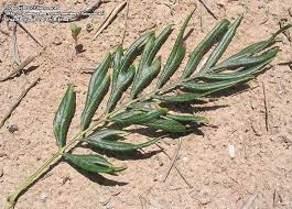 5.0 out of 5 stars 6. Plantfiles Pictures Grevillea Species Silk Oak Silky Oak Silver Oak Grevillea Robusta By Palmbob