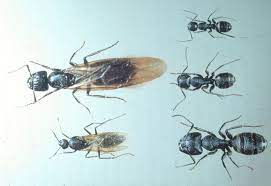 Video of winged carpenter ants swarming around a nest in a bush at 4642 creekside dr., kent, oh. Carpenter Ants Umn Extension