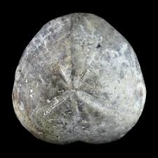 Image result for Micractis