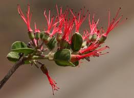 Image result for Combretum microphyllum