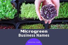 Maybe you would like to learn more about one of these? 359 Microgreen Business Name Ideas With Huge Potential Soocial
