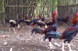 Dalam proses pengawinan indukan ayam bangkok diperlukan kandang umbaran yang cukup luas. 6 Cara Mudah Budidaya Ayam Bangkok Untuk Pemula