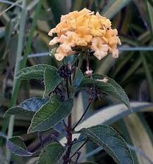 Image result for Fimbristylis scabrida