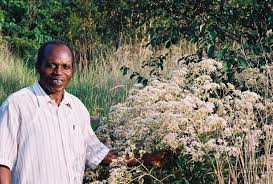 Image result for Vernonia potamophila