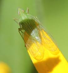 Over a million visitors each year are discovering their global ecological importance, and the interdependent relationship between insects and humans. Small Green Insect With Clear Veined Wings Nersia Florida Bugguide Net