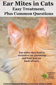 Ear Mite Medicine For Dogs Picshealth
