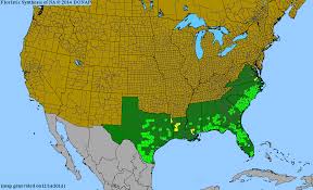 Image result for Zornia setosa