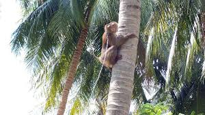 Could be a plus to keep the neighbors from climbing your tree! Supermarkets Snub Coconut Goods Picked By Monkeys Bbc News