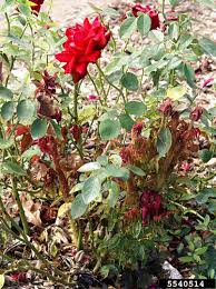 Insect and disease prevention begins with proper care. What Is Rose Rosette Disease Proven Winners