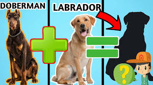 10 Incredible Mixed Cross Hybrid Of Doberman Finest Dog Cross Breed Youtube
