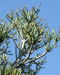 Image result for Euphorbia pfeilii