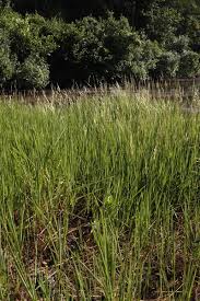 Image result for Leersia