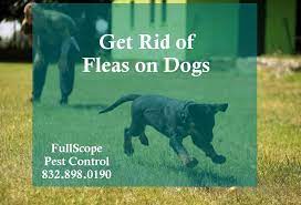 How to make homemade natural remedies against fleas? How To Get Rid Of Fleas On Dogs Fullscope Pest Control