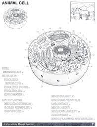 Animal cell coloring ws study set. Animal Cell Coloring Page Answers Through The Thousand Photos On The Net Regarding Animal Cell C Plant Cells Worksheet Cells Worksheet Animal Cells Worksheet