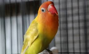 Ya sudah, kita ikuti saja dengan cara menaruhnya dalam gelodok. Tips Mudah Cara Membuat Lovebird Ngekek Panjang Untuk Pemula