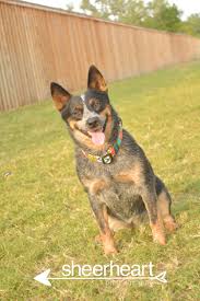 My Dogs Alyx Tschirhart Dogs Cattle Dog Puddle Jumper Pups