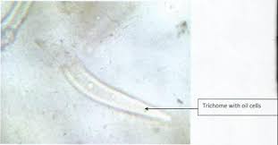 Image result for Fadogia cienkowskii