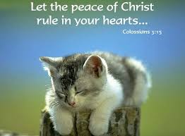 And while dogs figure prominently in several biblical passages, interestingly there is not one mention of a domestic cat in the entire canon of scripture. Pin On Bible Quoted Pics Bible Verses