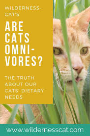 Are Cats Omnivores Here S The Reason Cats Must Eat Meat To Survive Vegan Cat Food Omnivore Raw Cat Food Recipes