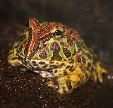 Cranwell's horned frog ceratophrys cranwelli. Argentine Horned Frog Wikipedia