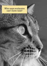 'women and cats will do as they please, and men and dogs should relax and get used to the idea. Pin On Cats Leave Paw Prints On Your Heart