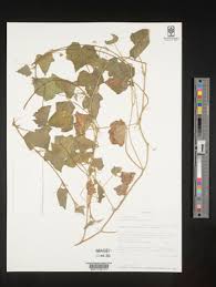 Image result for Oreosyce