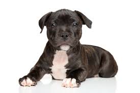 Image result for bulteriér