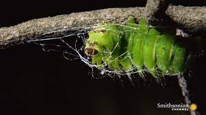 Timelapse Footage Of A Giant Caterpillar Weaving Its Cocoon Smithsonian Magazine