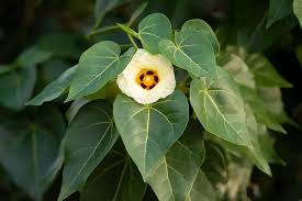 Image result for Thespesia