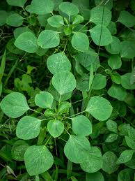 Image result for Acalypha indica