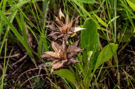 Image result for Crabbea nana