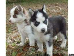 Checkout the siberian husky dogs to buy at very affordable rate near you here at dogspot.in. Cute Siberian Husky Puppies For Adoption Animals Portland Oregon Announcement 42420