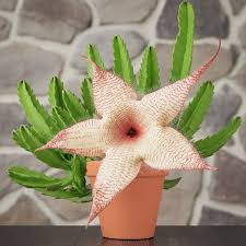 Image result for Stapelia