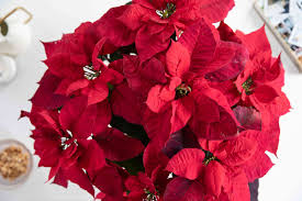 Propagation of poinsettias is done with plant cuttings. Poinsettia Indoor Plant Care Growing Guide