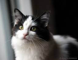 Black And White Ragdoll Cat For Sale Zelkova Ragdolls Nc Breeder Fluffy Cat Ragdoll Cat Feline