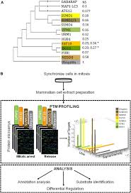 Profiling of Ubiquitin-like Modifications Reveals Features of Mitotic  Control